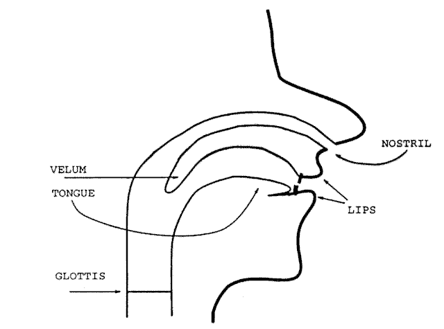 Figure-1.2 The primary articulators of the vocal tract